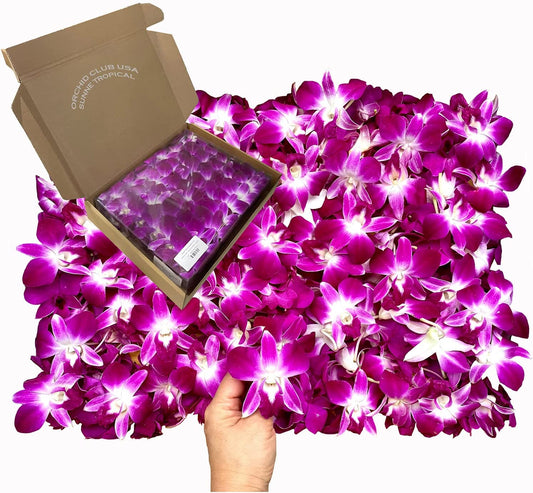 IN STOCK - 100 Purple Sonia Fresh Cut Dendrobium Orchid Loose Bloom