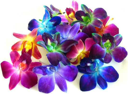 Prebook 100 Rainbow Sonia Dyed Bless Fresh Cut Dendrobium Orchid Loose Bloom