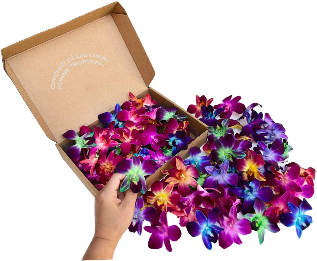 100 Rainbow Orchid Loose Bloom Subscription Fresh Cut Flowers