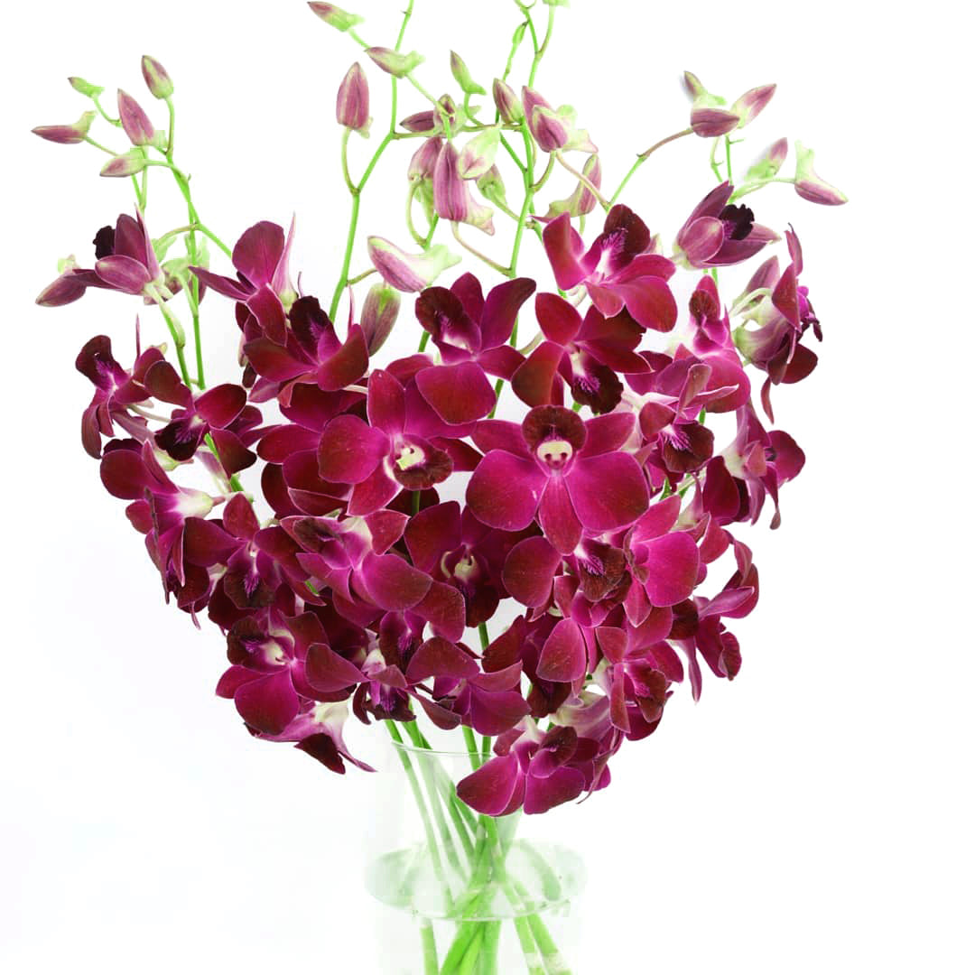 PREBOOK - 10 Stems RED WINE Fresh Cut Dendrobium Orchid Bouquet