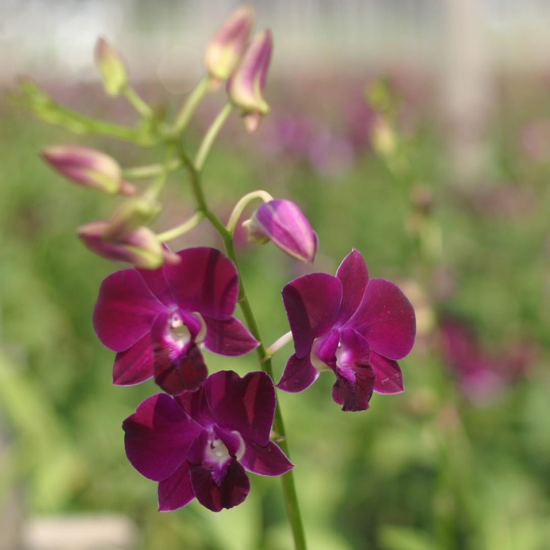 PREBOOK - 10 Stems RED WINE Fresh Cut Dendrobium Orchid Bouquet