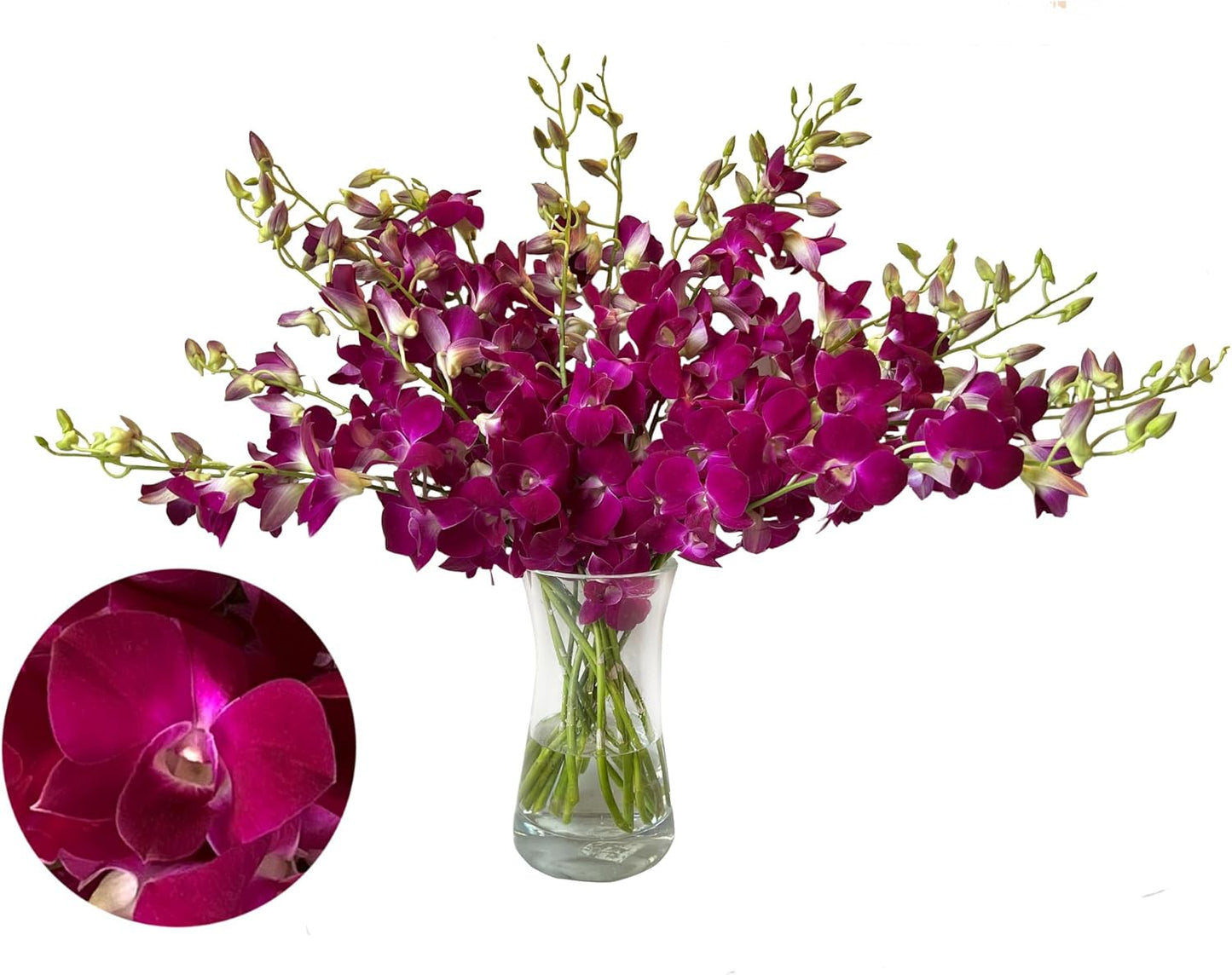 PREBOOK - 10 Stems RED WINE Fresh Cut Dendrobium Orchid Bouquet