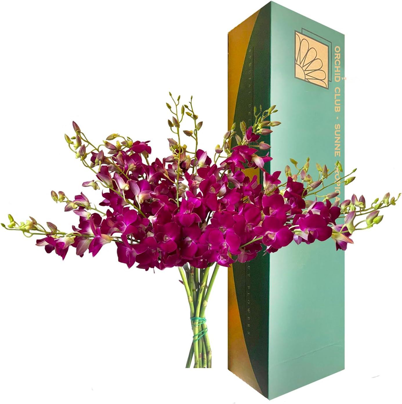 PREBOOK - 10 Stems RED WINE Fresh Cut Dendrobium Orchid Bouquet