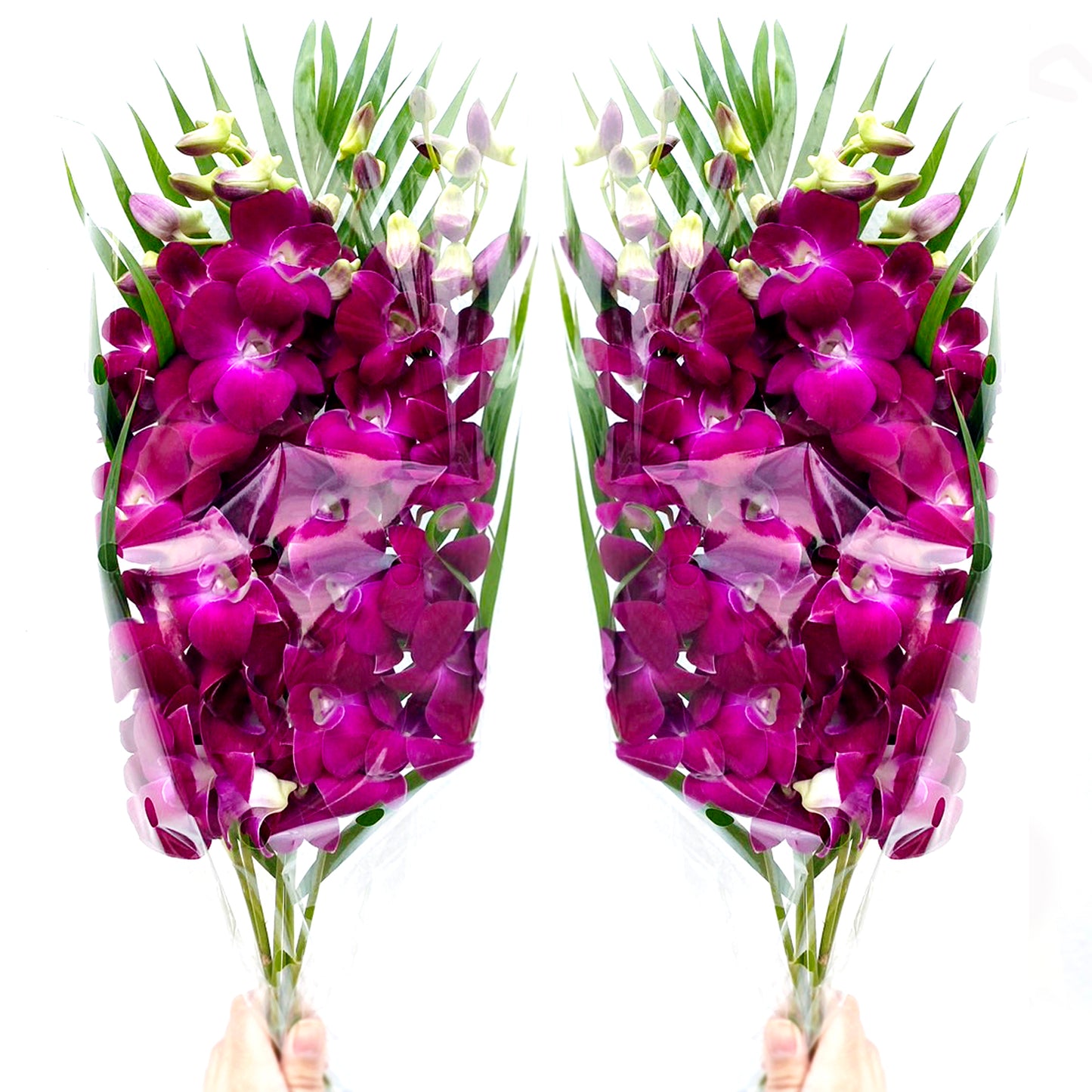 PREBOOK - 10 Stems RED WINE Fresh Cut Dendrobium Orchid Bouquet