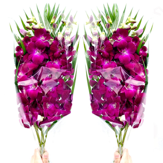 PREBOOK - 10 Stems RED WINE Fresh Cut Dendrobium Orchid Bouquet