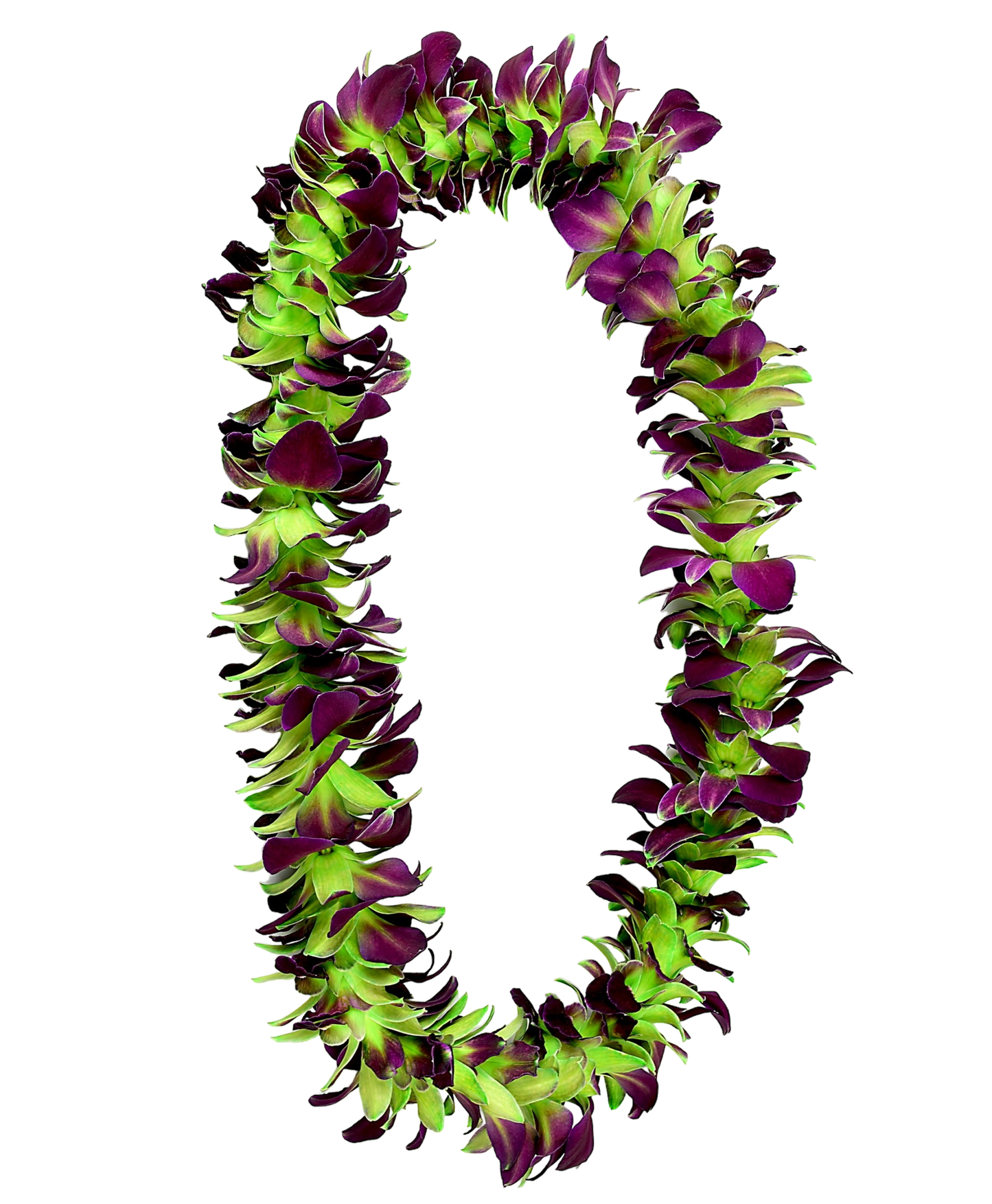 PREBOOK - Green Sonia S-LEI ( SINGLE LEI ) Dendrobium Orchid Fresh Cut Flowers