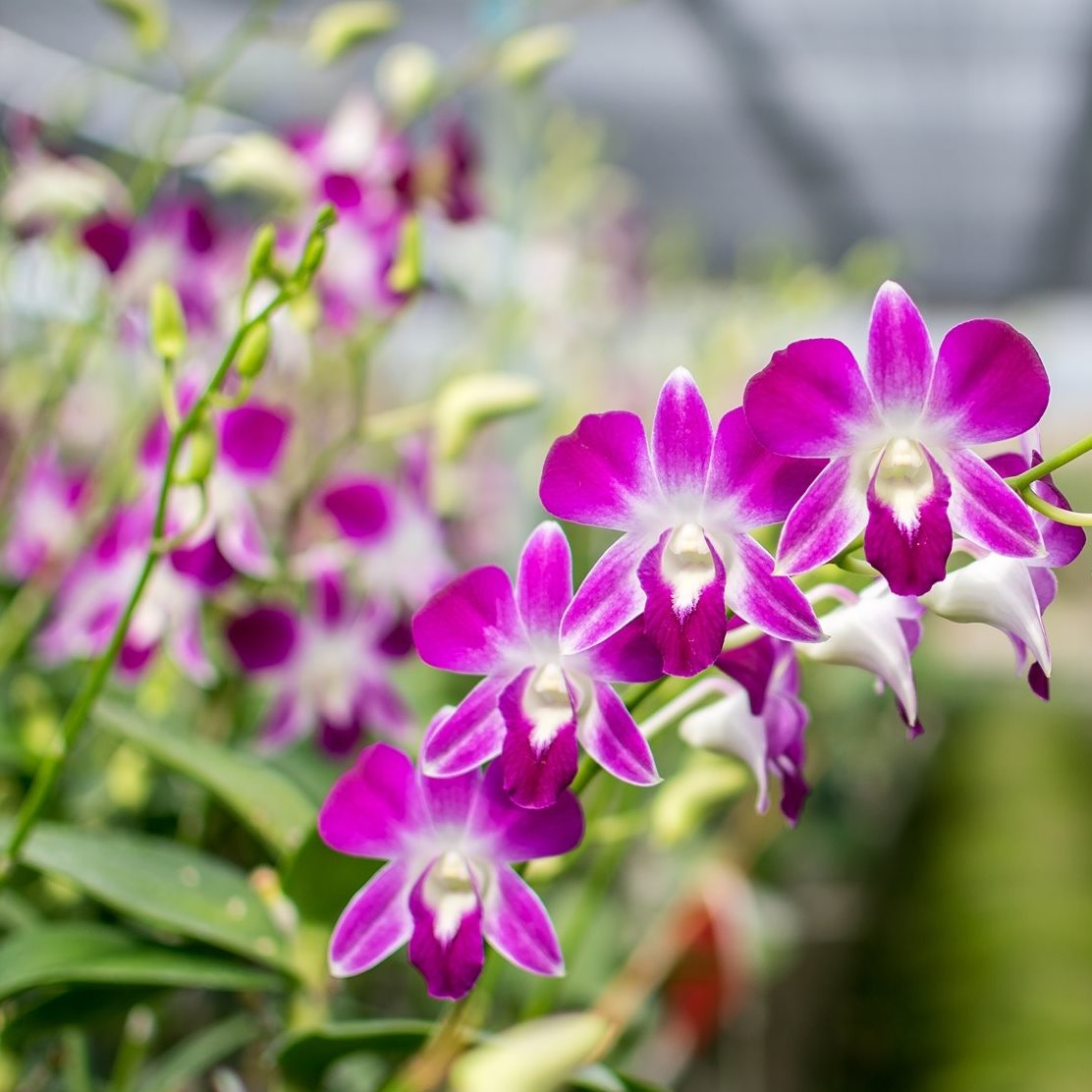 Prebook 100 Purple Bombay Sonia Classic Fresh Cut Dendrobium Orchid Loose Bloom