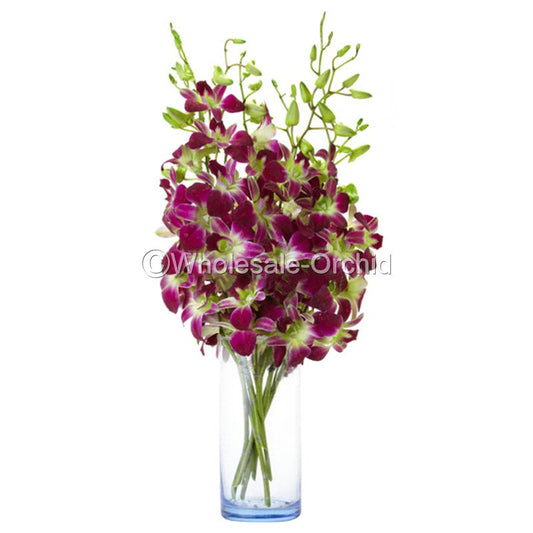 Prebook BULK - GREEN DYED-Sonia Bombay Dedrobium Orchid Fresh Cut Flowers (NO VASE)