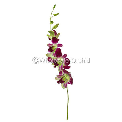 Prebook BULK - GREEN DYED-Sonia Bombay Dedrobium Orchid Fresh Cut Flowers (NO VASE)