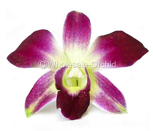 Prebook BULK - GREEN DYED-Sonia Bombay Dedrobium Orchid Fresh Cut Flowers (NO VASE)