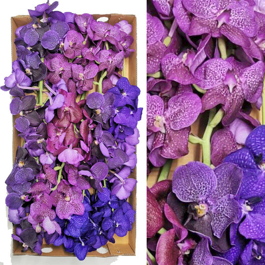 Prebook BULK - Assort Pack Seasonal Vanda Orchid Fresh Cut Flowers