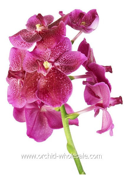 Prebook BULK - Assort Pack Seasonal Vanda Orchid Fresh Cut Flowers