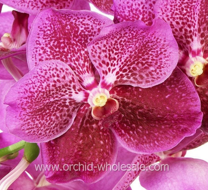 Prebook BULK - Assort Pack Seasonal Vanda Orchid Fresh Cut Flowers