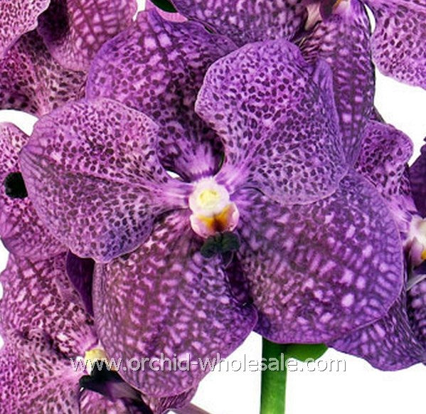 Prebook BULK - Assort Pack Seasonal Vanda Orchid Fresh Cut Flowers