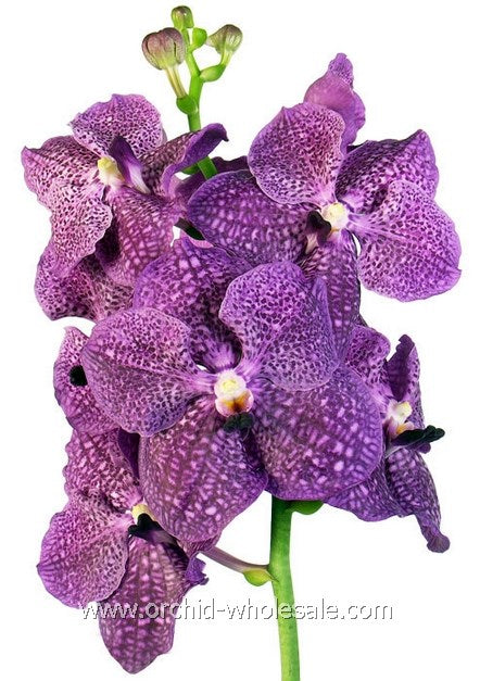 Prebook BULK - Assort Pack Seasonal Vanda Orchid Fresh Cut Flowers