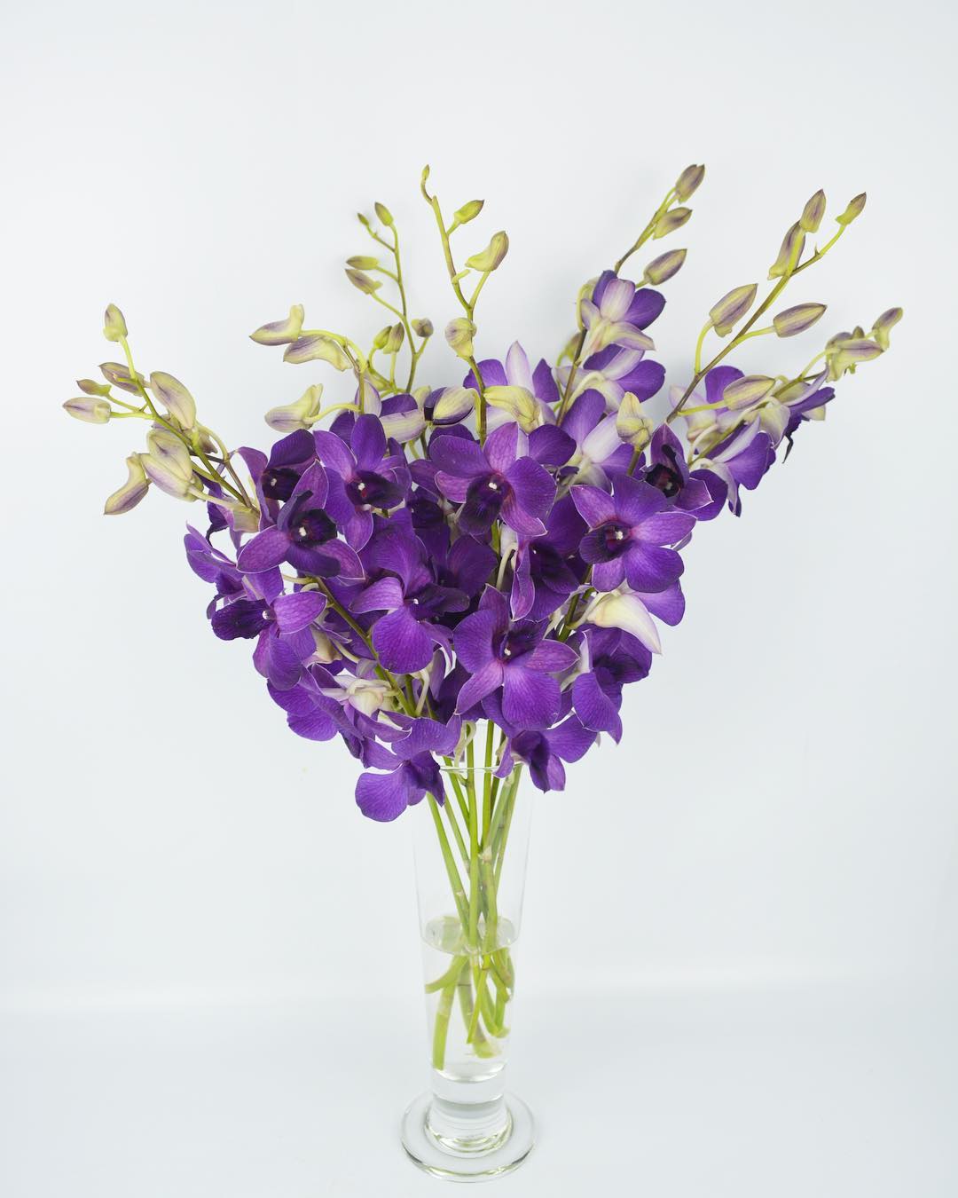 Prebook 100 Violet Viola Purple Blue Ocean Fresh Cut Dendrobium Orchid Loose Bloom