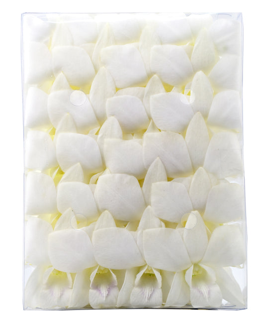 IN STOCK - 50 Natural White  Fresh Cut Dendrobium Orchid Loose Bloom