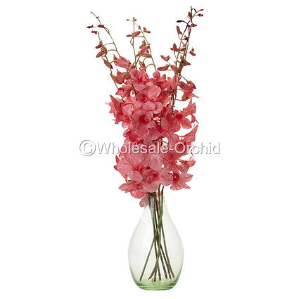 Prebook BULK - LIGHT RED White-DYED Dendrobium Orchid Fresh Cut Flowers (NO VASE)