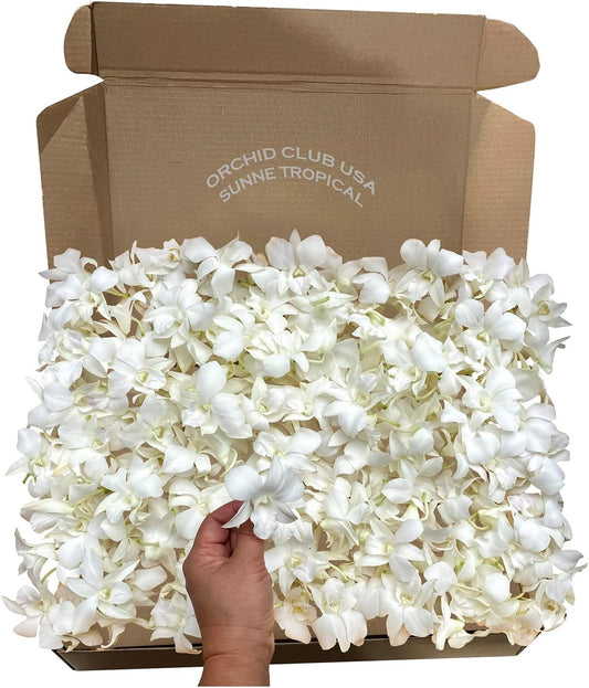 IN STOCK - 100 White Fresh Cut Dendrobium Orchid Loose Bloom