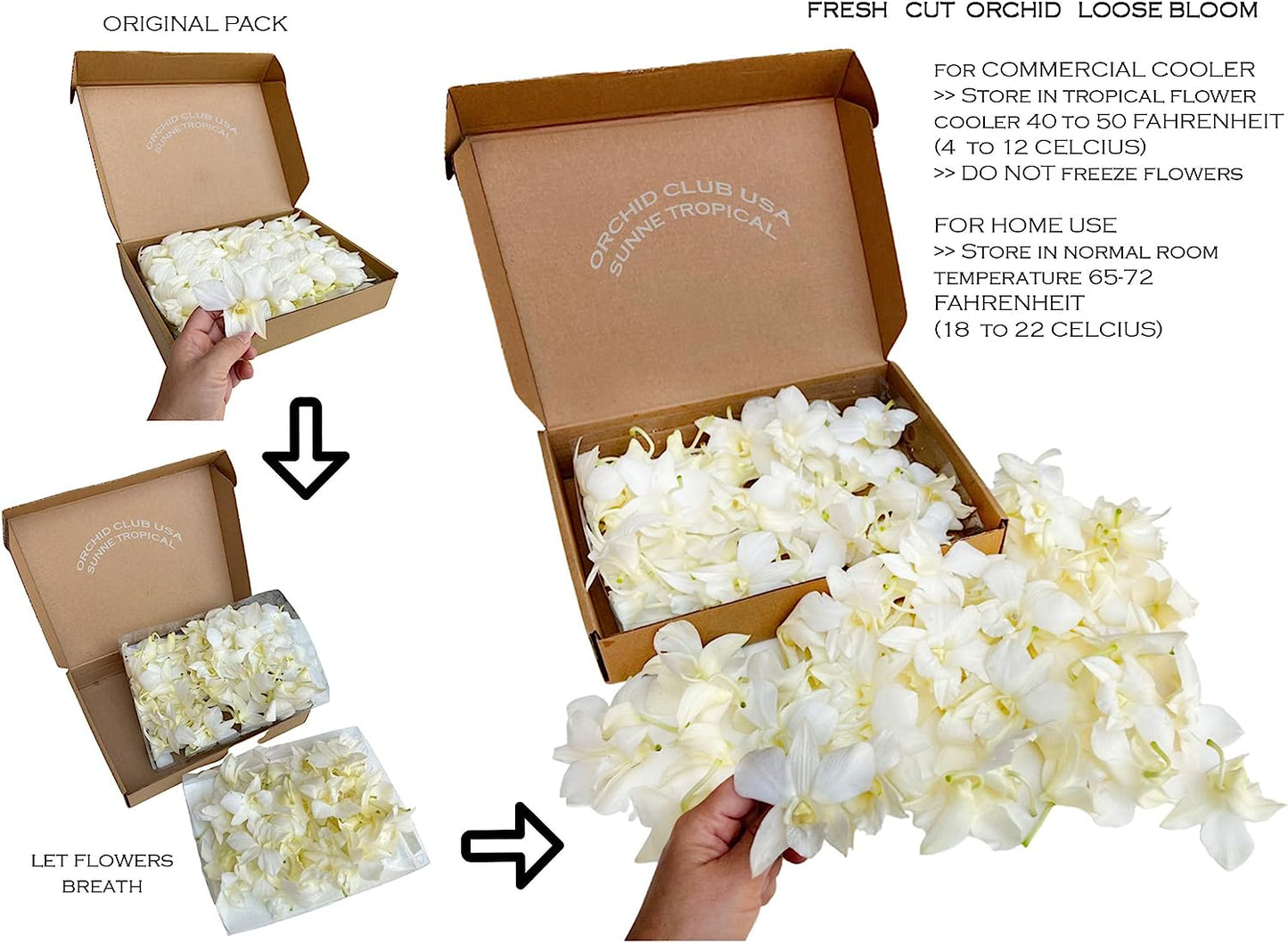 IN STOCK - 50 Natural White  Fresh Cut Dendrobium Orchid Loose Bloom
