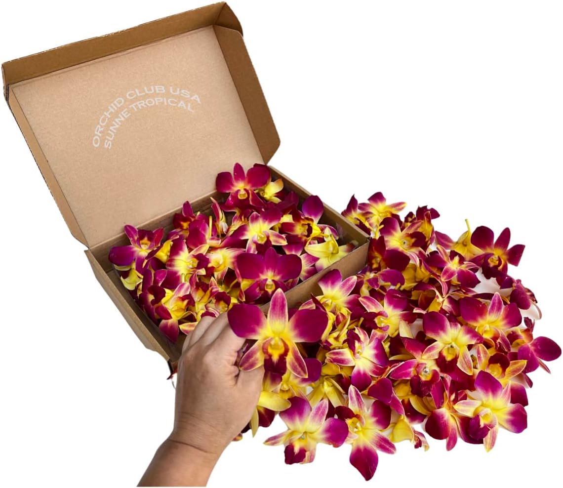 100 Yellow-Red Fresh Cut Dendrobium Orchid Loose Bloom