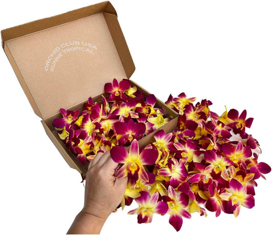IN STOCK - 100 Yellow-Red Fresh Cut Dendrobium Orchid Loose Bloom