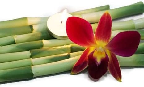 Prebook 100 DUO YELLOW Dyed Fresh Cut Dendrobium Orchid Loose Bloom