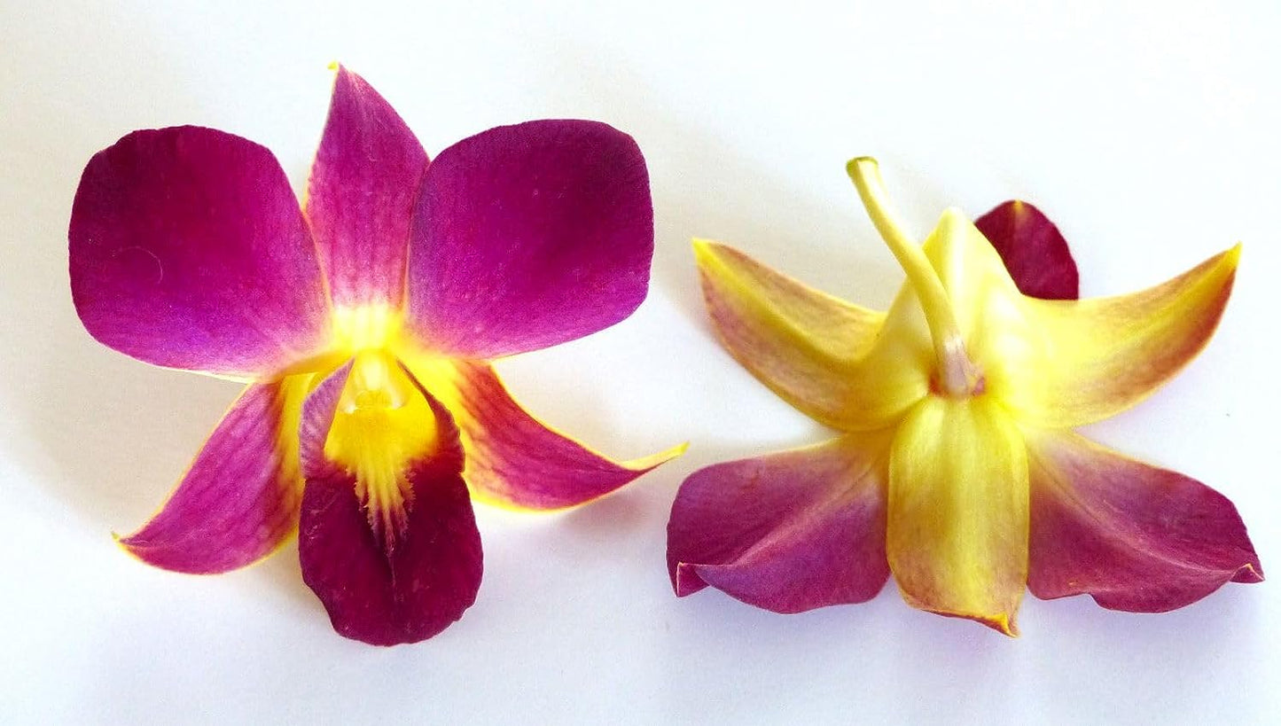 Prebook 100 DUO YELLOW Dyed Fresh Cut Dendrobium Orchid Loose Bloom